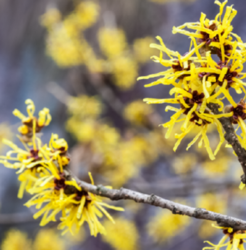 Extract de Hamamelis virginiana